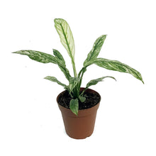 Load image into Gallery viewer, Peace Lily, 4in, Sensation Variegated