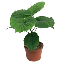 Load image into Gallery viewer, Ficus, 6in, Umbrellata