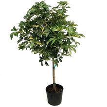 Load image into Gallery viewer, Schefflera, 10in, Arboricola Gold Capella Standard