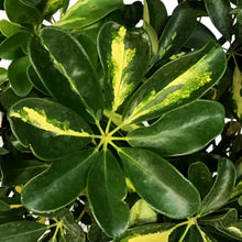 Load image into Gallery viewer, Schefflera, 10in, Arboricola Gold Capella Standard