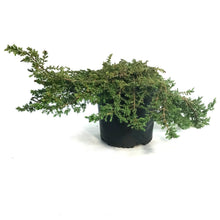 Load image into Gallery viewer, Juniper, 2 gal, Green Carpet