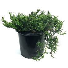 Load image into Gallery viewer, Juniper, 2 gal, Prince Of Wales