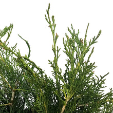 Load image into Gallery viewer, Juniper, 2 gal, Scandia