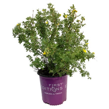 Load image into Gallery viewer, Potentilla, 2 gal, Pineapple Tart