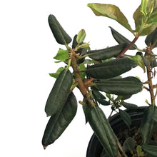 Load image into Gallery viewer, Rhododendron, 2 gal, Black Hat