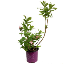 Load image into Gallery viewer, Azalea, 8in, Electic Lights, Double Pink