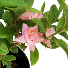 Load image into Gallery viewer, Azalea, 8in, Electic Lights, Double Pink
