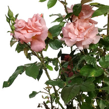 Load image into Gallery viewer, Rose, 2 gal, Easy El.® Sweet Fragrance