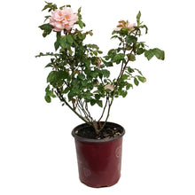Load image into Gallery viewer, Rose, 2 gal, Easy El.® Sweet Fragrance
