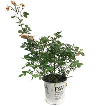 Load image into Gallery viewer, Rose, 2gal, Honey Apricot