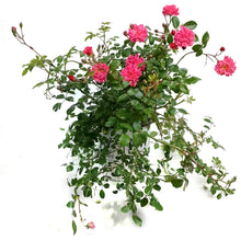 Load image into Gallery viewer, Rose, 2 gal, Double Pink