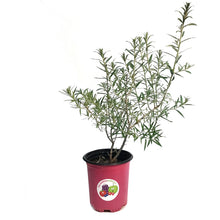 Load image into Gallery viewer, Sea Buckthorn, 1 gal, Askola (Female)