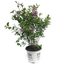 Load image into Gallery viewer, Lilac, 8in, Bloomerang® Dwarf Dark Purple