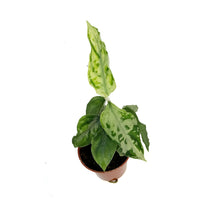 Load image into Gallery viewer, Aglaonema, 3in, Pictum Tricolor White Flame