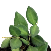 Load image into Gallery viewer, Hoya, 4in, Macrophylla Pot Of Gold