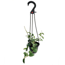 Load image into Gallery viewer, Hoya, 4in, Nummularioides, Hanging Basket