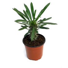 Load image into Gallery viewer, Madagascar Palm, 4in, Pachypodium Lamerei