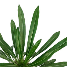 Load image into Gallery viewer, Madagascar Palm, 4in, Pachypodium Lamerei