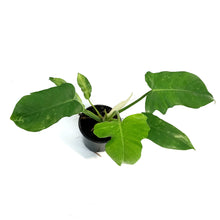Load image into Gallery viewer, Philodendron, 4in, Mottled Dragon