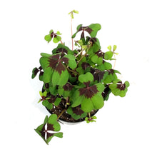 Load image into Gallery viewer, Oxalis, 6in, Iron Cross