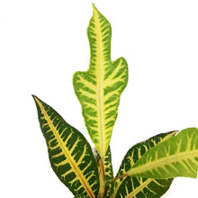 Load image into Gallery viewer, Croton, 3.5in, AFD 5