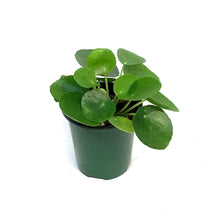 Load image into Gallery viewer, Pilea, 3.5in, Peperomioides