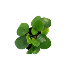Load image into Gallery viewer, Pilea, 3.5in, Peperomioides