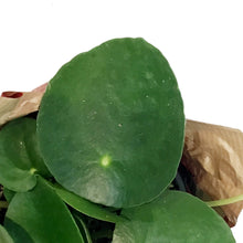 Load image into Gallery viewer, Lunar, Pilea, 4in, Peperomioides