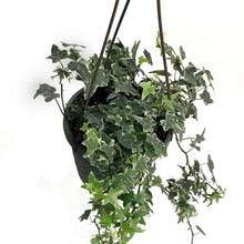 Load image into Gallery viewer, Ivy, 6.5in Hanging Basket, English Varigated