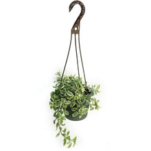 Load image into Gallery viewer, Aptenia Cordifolia, 6.5in, Varigated, HB