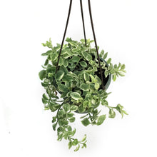 Load image into Gallery viewer, Aptenia Cordifolia, 6.5in, Varigated, HB