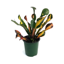 Load image into Gallery viewer, Croton, 3.5In, Mammy