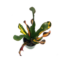 Load image into Gallery viewer, Croton, 3.5In, Mammy