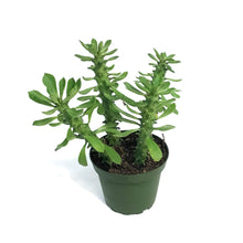 Load image into Gallery viewer, Euphorbia, 4in, Guntherthii