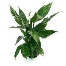 Load image into Gallery viewer, Spathiphyllum, 4in, Peace Lily Disco