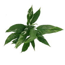 Load image into Gallery viewer, Spathiphyllum, 4in, Peace Lily Disco