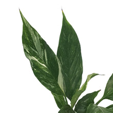Load image into Gallery viewer, Spathiphyllum, 4in, Peace Lily Disco