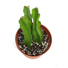 Load image into Gallery viewer, Cactus, 6in,Dragon Fruit, From Cutting