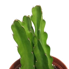 Load image into Gallery viewer, Cactus, 6in,Dragon Fruit, From Cutting