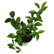 Load image into Gallery viewer, Lime, 8in, Persian