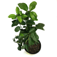Load image into Gallery viewer, Lemon, 10in, Ponderosa