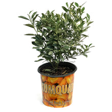 Load image into Gallery viewer, Kumquat, 10in, Centennial Varigated