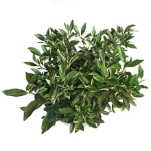 Load image into Gallery viewer, Kumquat, 10in, Centennial Varigated