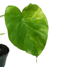 Load image into Gallery viewer, Alocasia, 4in, Gageana Aurea