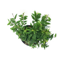 Load image into Gallery viewer, Lipstick Plant, 4in, Japhrolepis