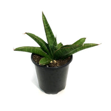 Load image into Gallery viewer, Sansevieria, 4in, Marsha Anjani