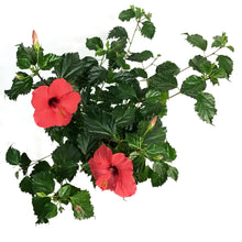 Load image into Gallery viewer, Hibiscus 8in, Red