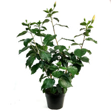 Load image into Gallery viewer, Hibiscus 8in, Yellow