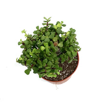 Load image into Gallery viewer, Bonsai, 6in, Mini Jade Variegated