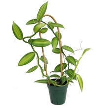 Load image into Gallery viewer, Vanilla Orchid, 5in, Variegated